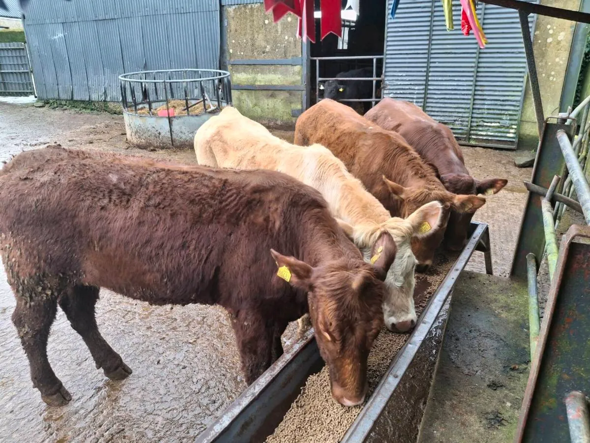 Breeding heifers - Image 3