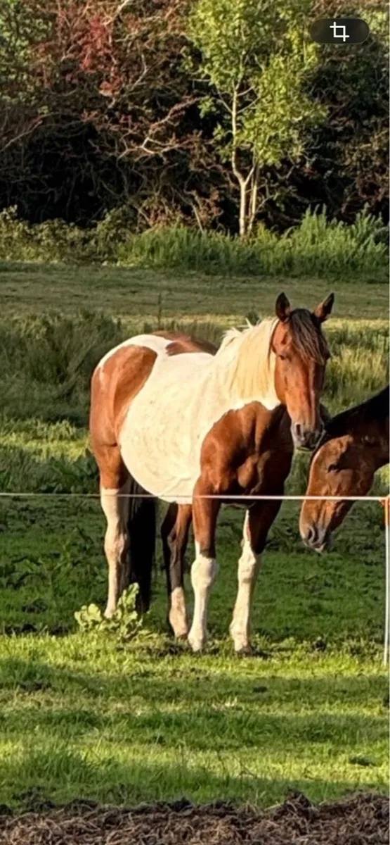 16.2hh Coloured Broodmare - Image 3