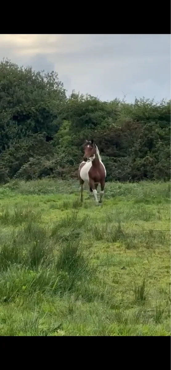 16.2hh Coloured Broodmare - Image 1