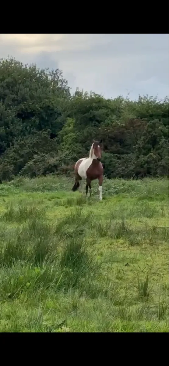 16.2hh Coloured Broodmare - Image 2