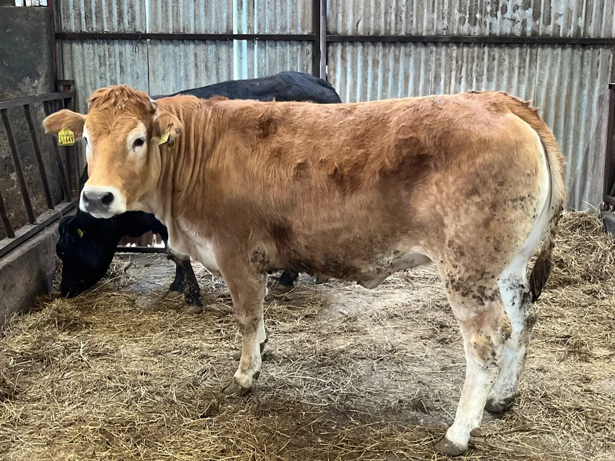 Parthenaise  x heifer - Image 1