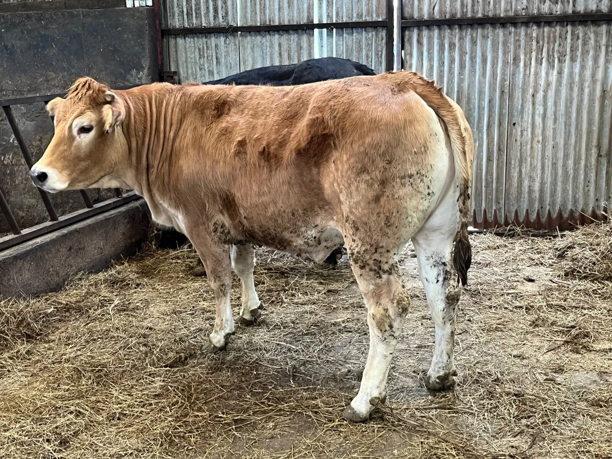 Parthenaise  x heifer - Image 2