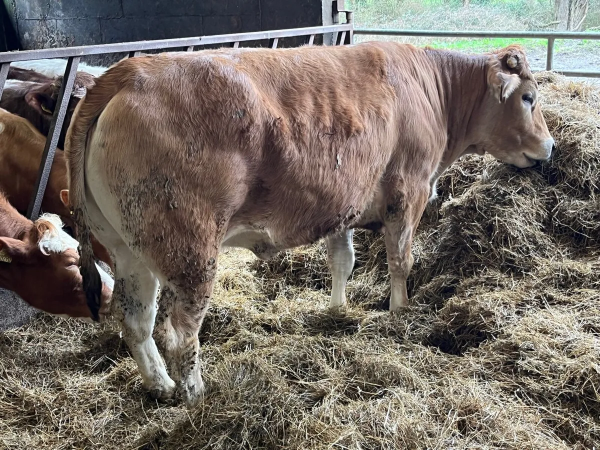 Parthenaise  x heifer - Image 3