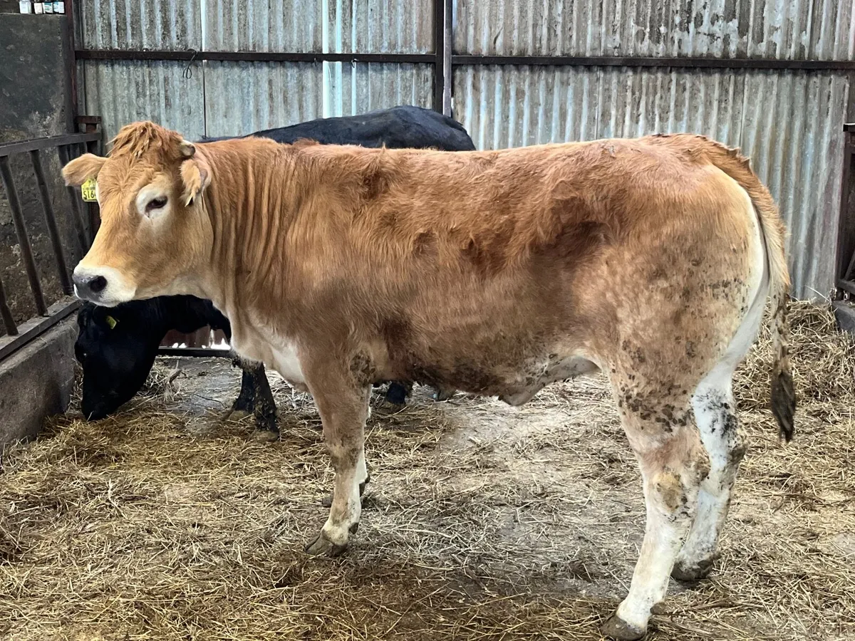 Parthenaise  x heifer - Image 4