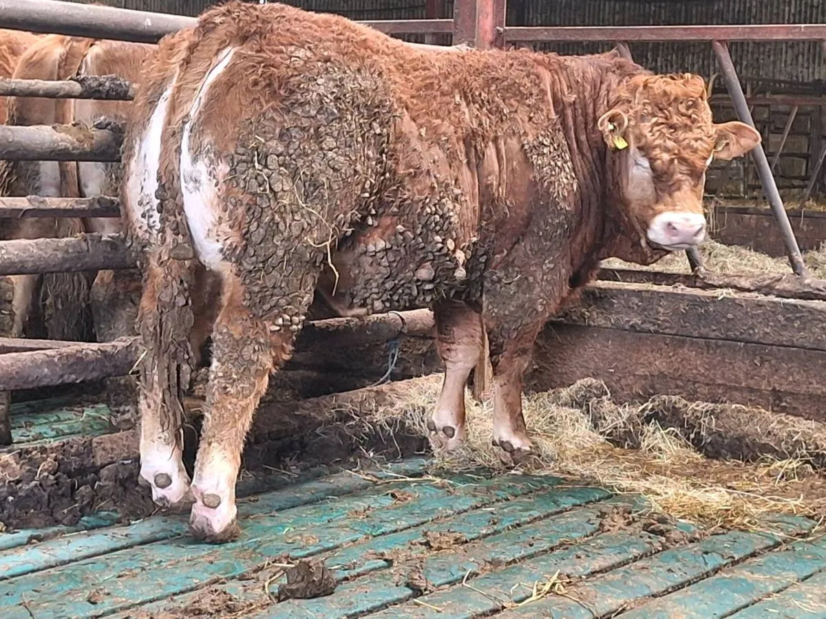 PBR amd PBNR Limousin Bull & Heifers for Ennis - Image 3