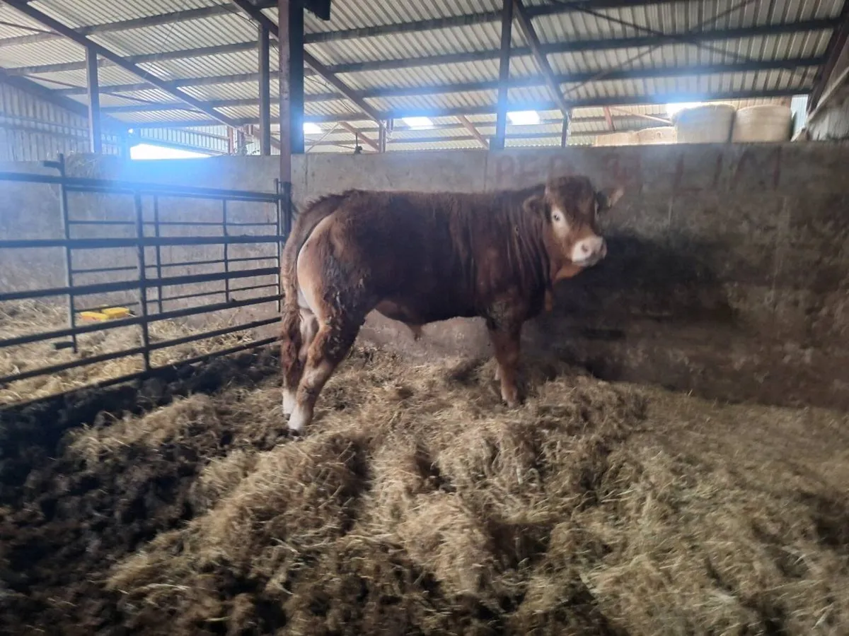 PBR amd PBNR Limousin Bull & Heifers for Ennis - Image 4
