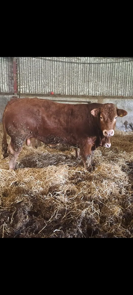 PBR amd PBNR Limousin Bull & Heifers for Ennis - Image 2
