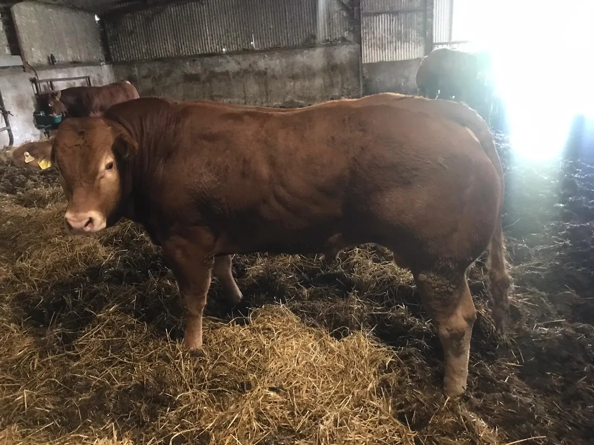 PBR amd PBNR Limousin Bull & Heifers for Ennis - Image 1