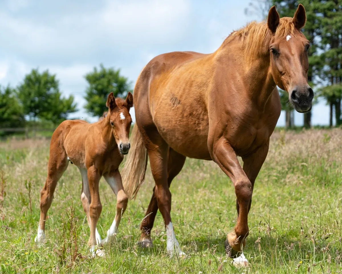 Irish Draught Mare in Foal - Image 2
