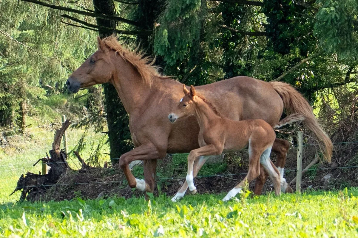Irish Draught Mare in Foal - Image 4