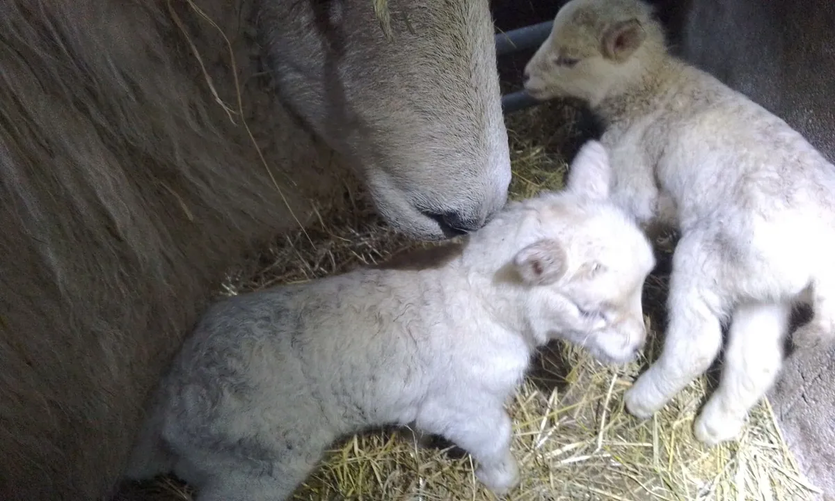 2 Pet Lambs - Image 1