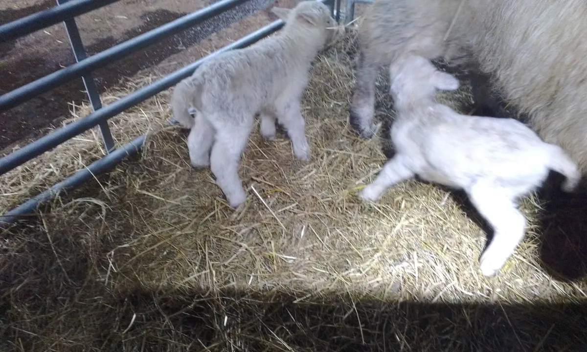 2 Pet Lambs - Image 2