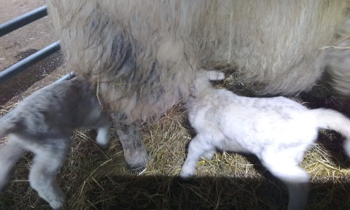 2 Pet Lambs - Image 3
