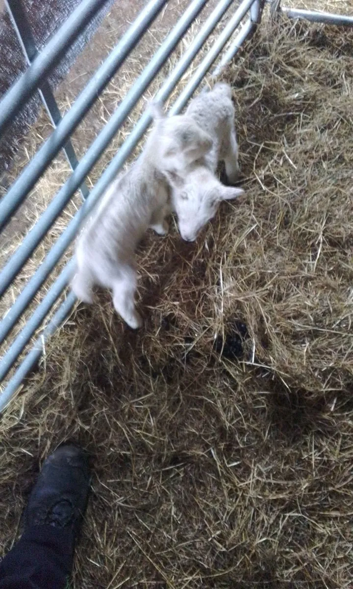 2 Pet Lambs - Image 4