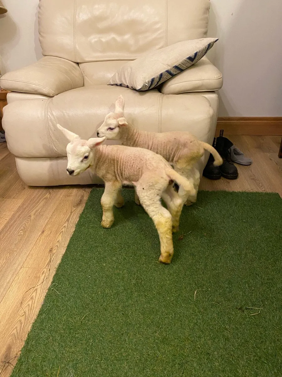 TWO PEDIGREE TEXEL PET FOSTER LAMBS - Image 2