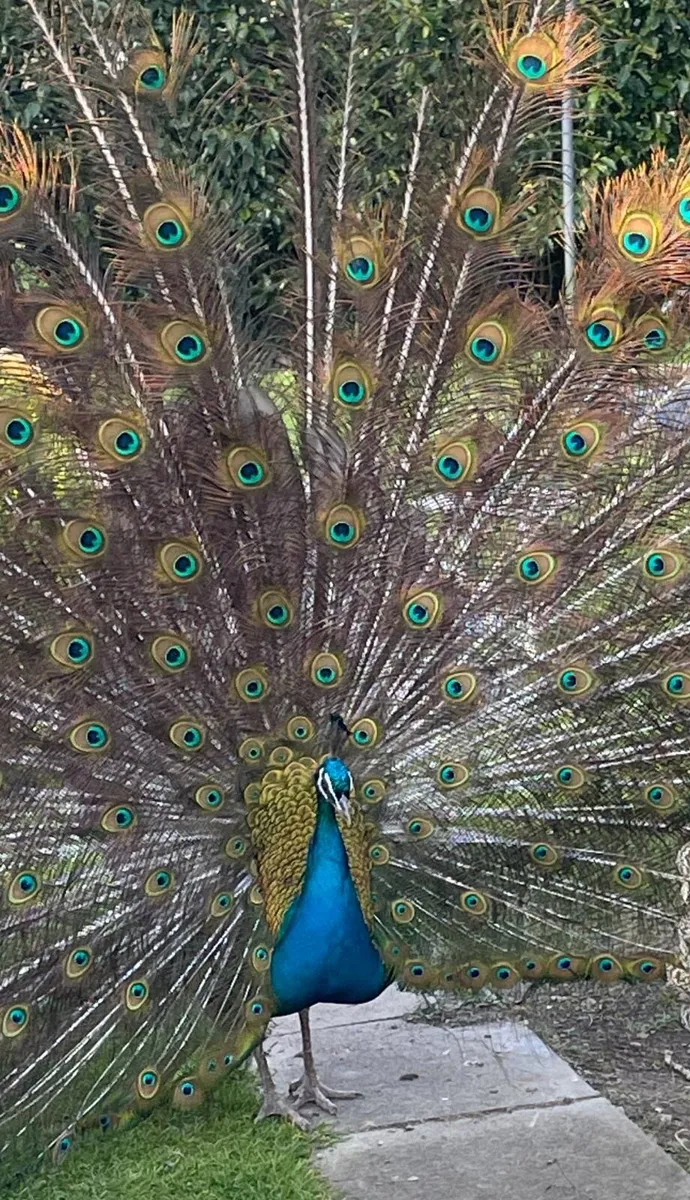 Peacock