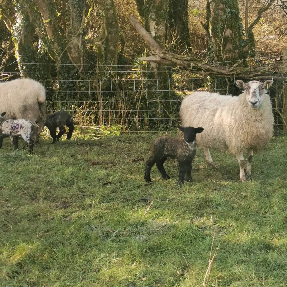 Ewes with Lambs at foot - Image 2