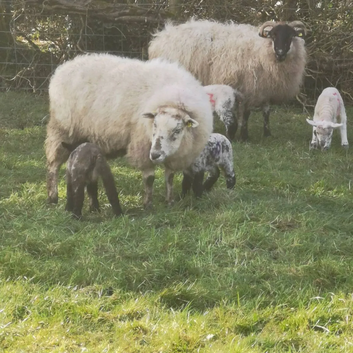 Ewes with Lambs at foot - Image 1