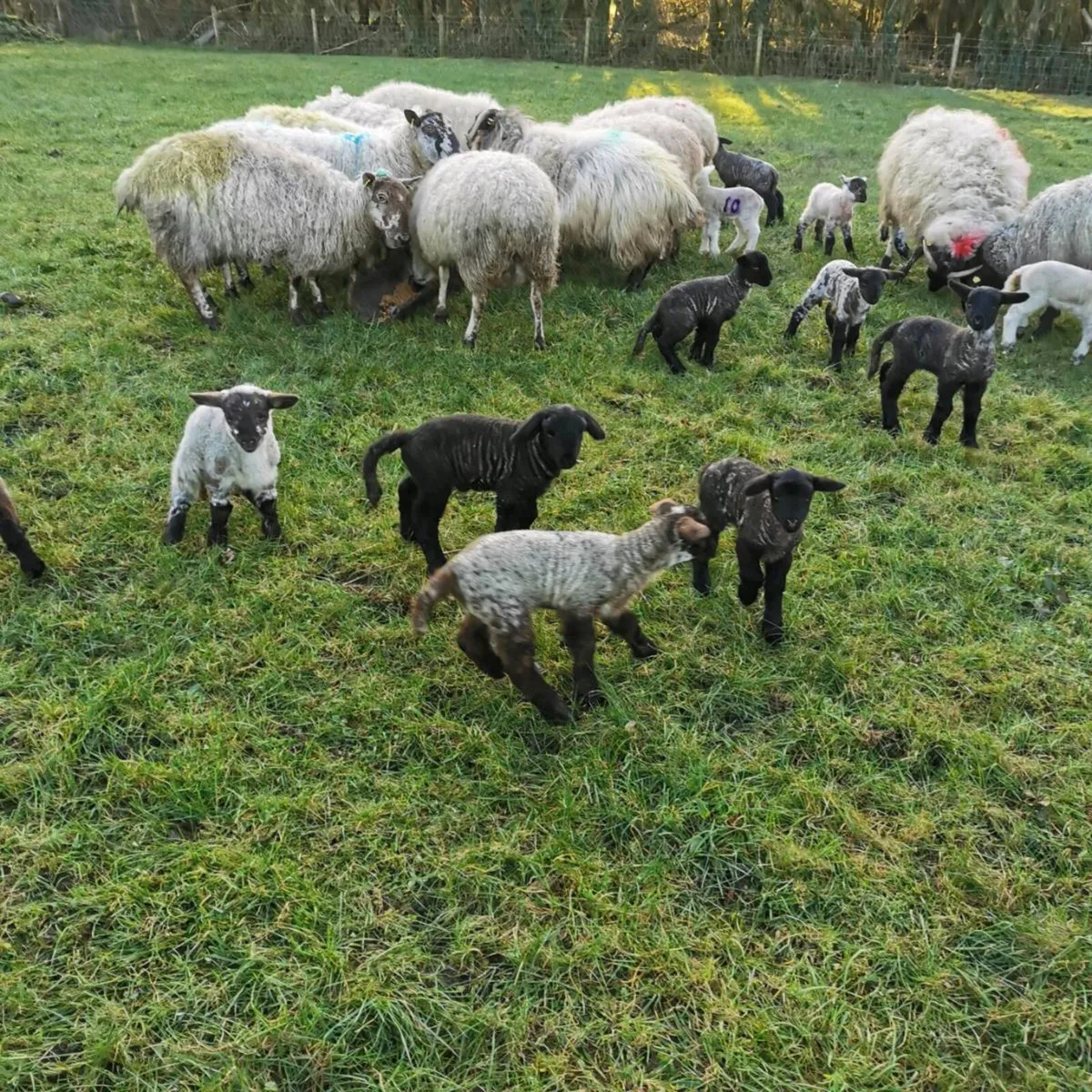 Ewes with Lambs at foot - Image 3
