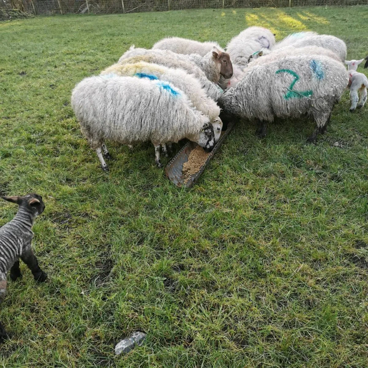Ewes with Lambs at foot - Image 4