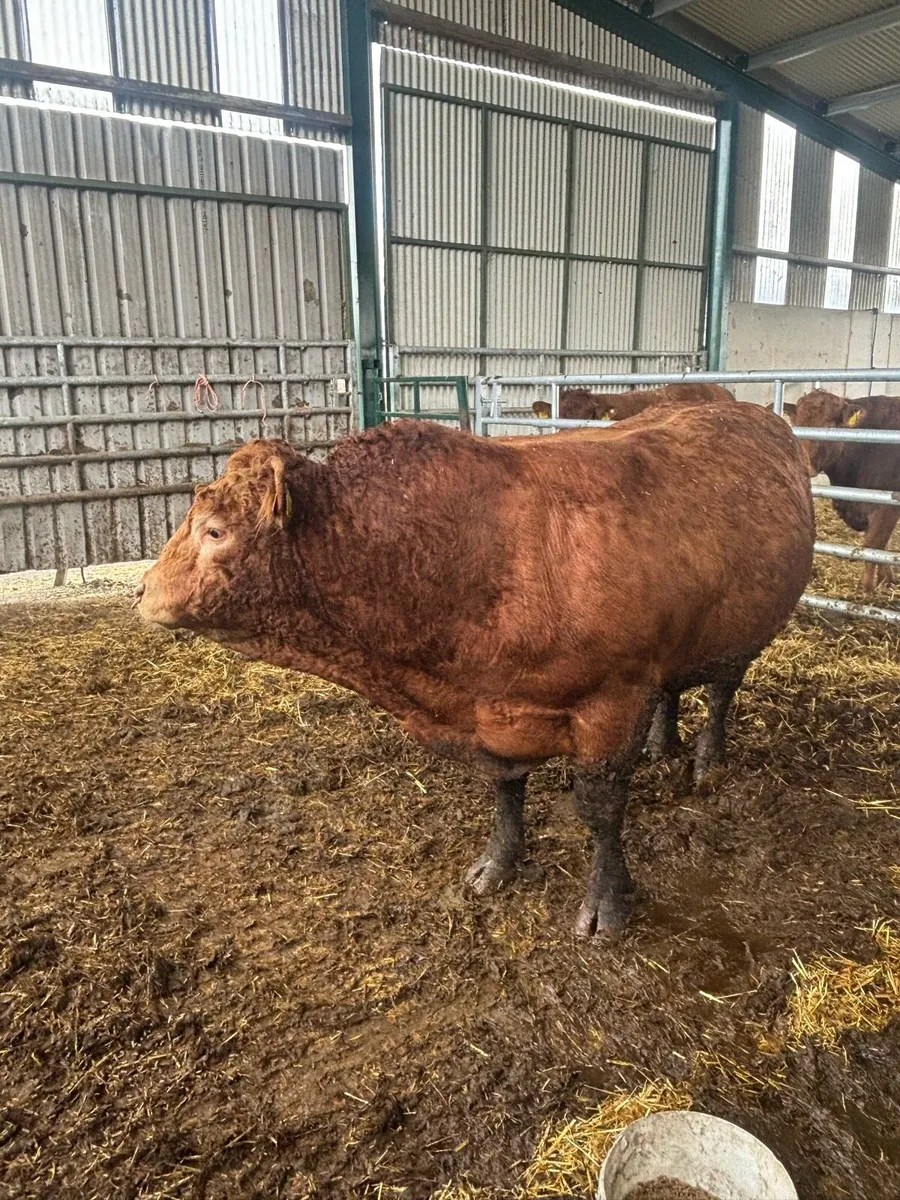 Limousine Bull for sale - Image 2