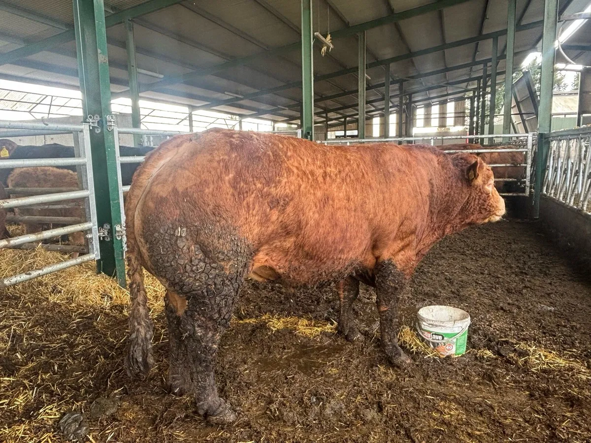Limousine Bull for sale - Image 1
