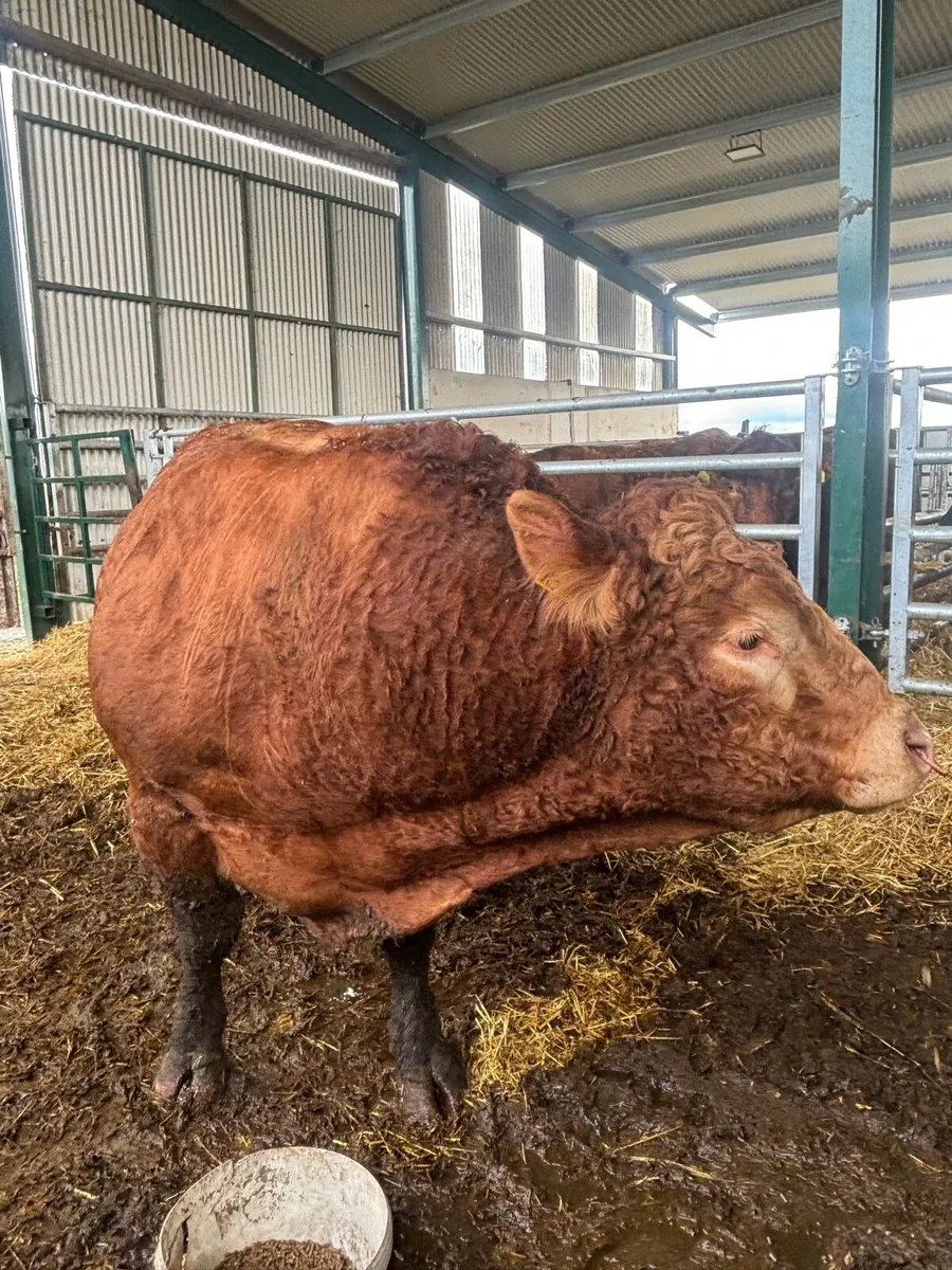Limousine Bull for sale - Image 3