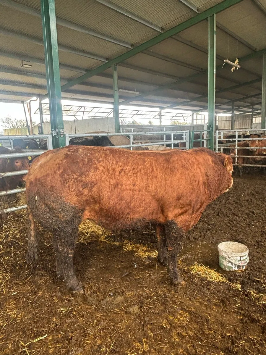 Limousine Bull for sale - Image 4