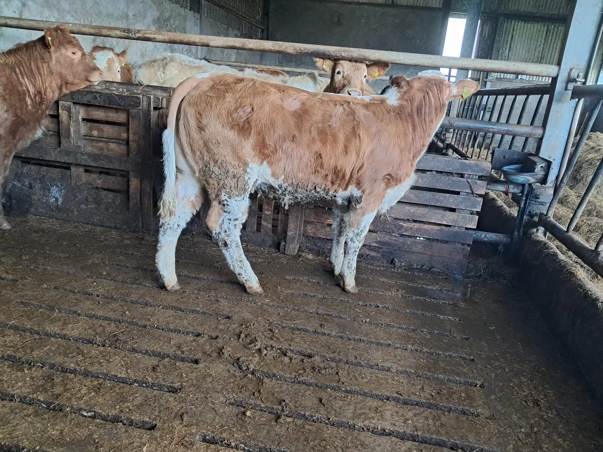 Two smashing heifers - Image 1