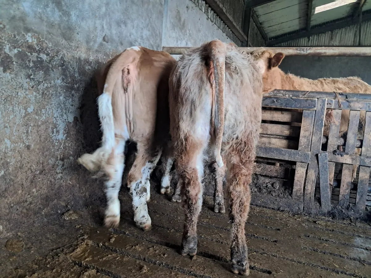 Two smashing heifers - Image 2