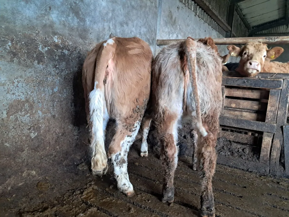 Two smashing heifers - Image 3