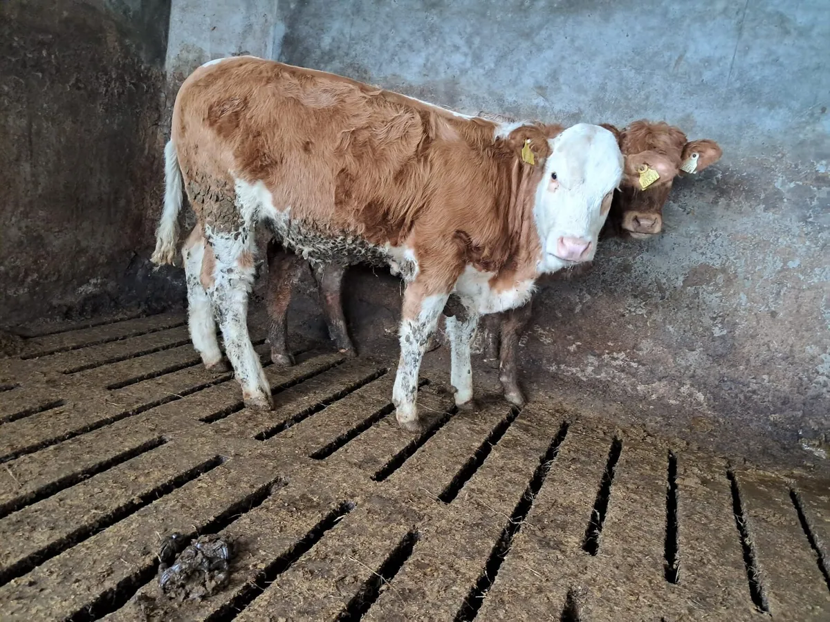 Two smashing heifers - Image 4
