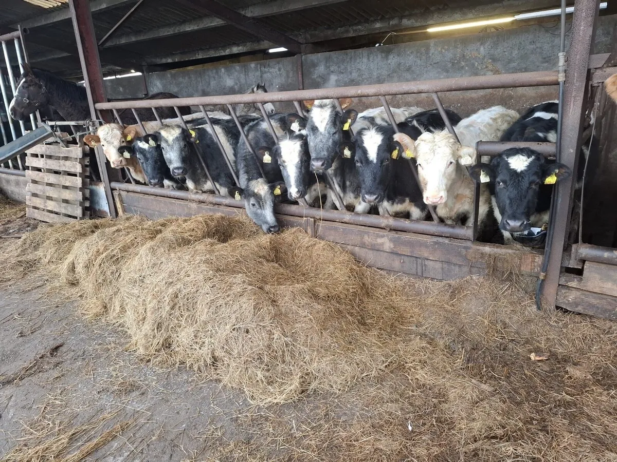 Belgian blue heifers - Image 1