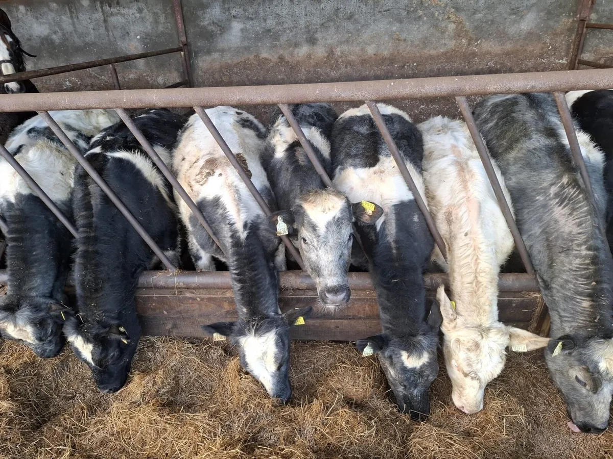 Belgian blue heifers - Image 2