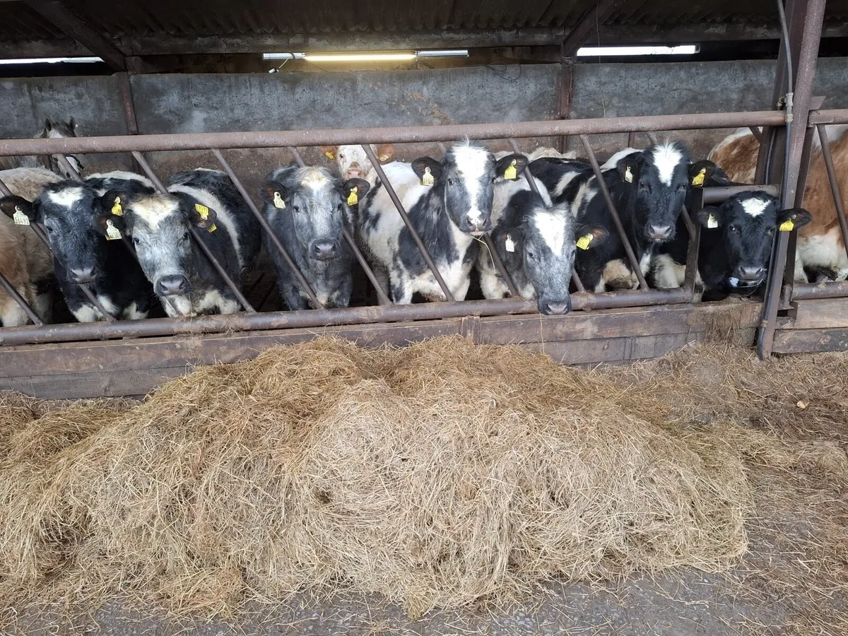 Belgian blue heifers - Image 3