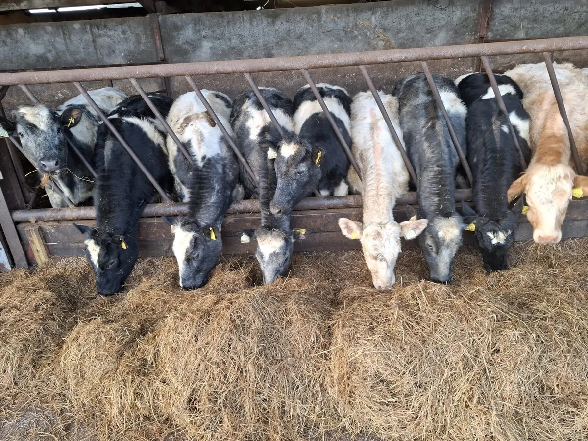 Belgian blue heifers - Image 4