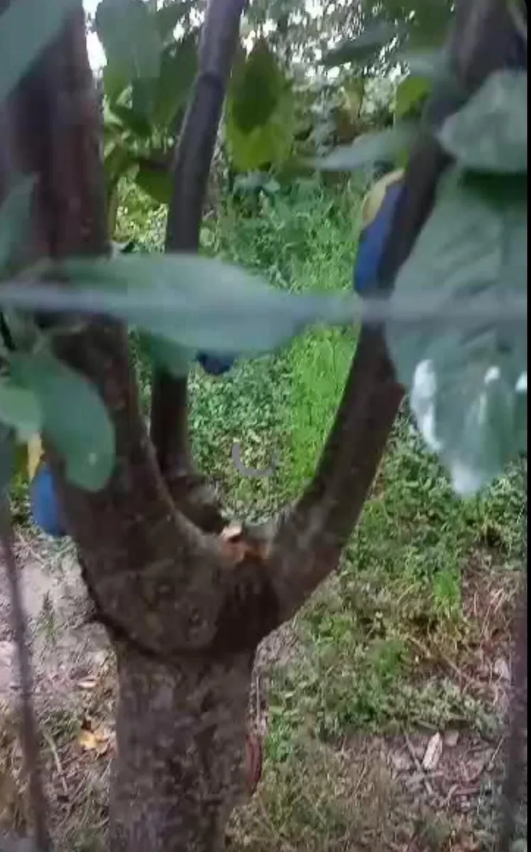 Fruit Tree Grafting Service – Dublin  Professional - Image 1