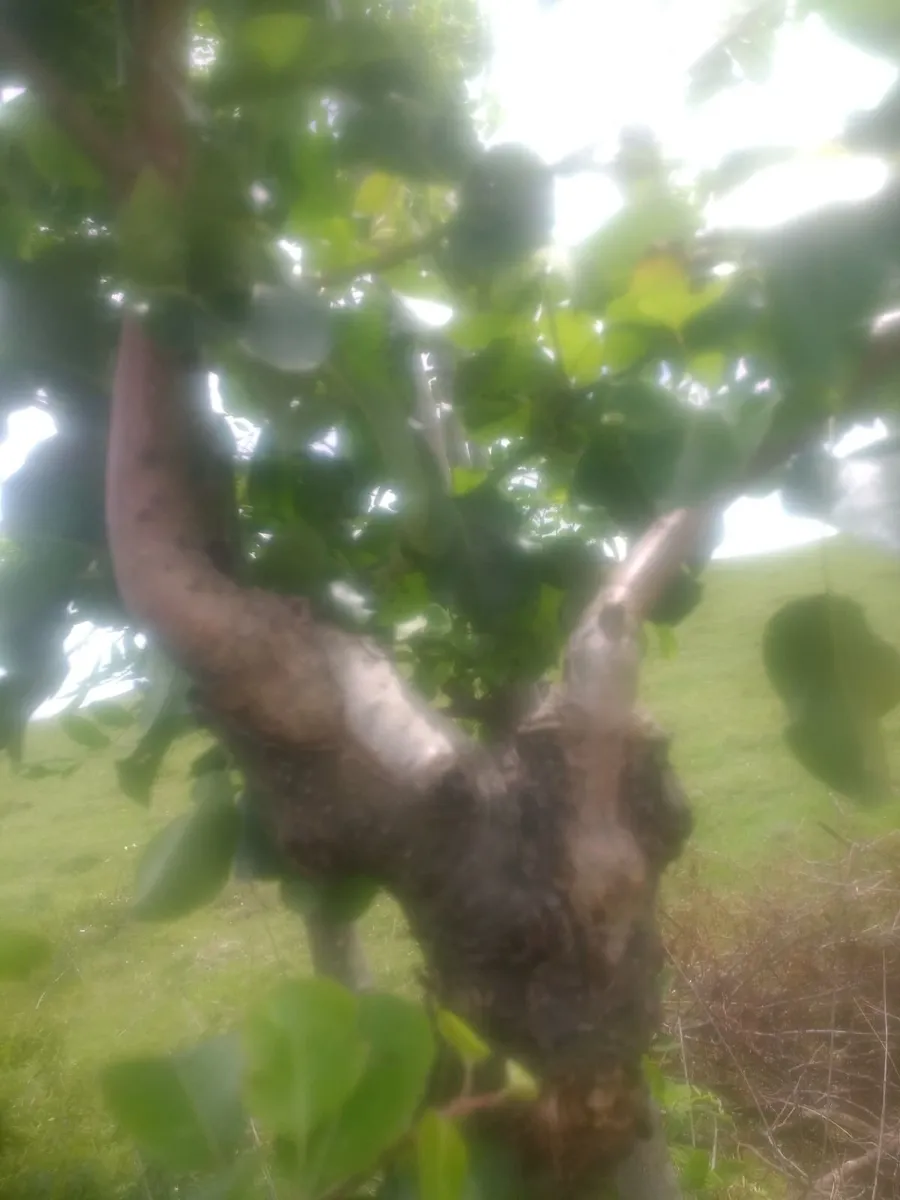 Fruit Tree Grafting Service – Dublin  Professional - Image 2