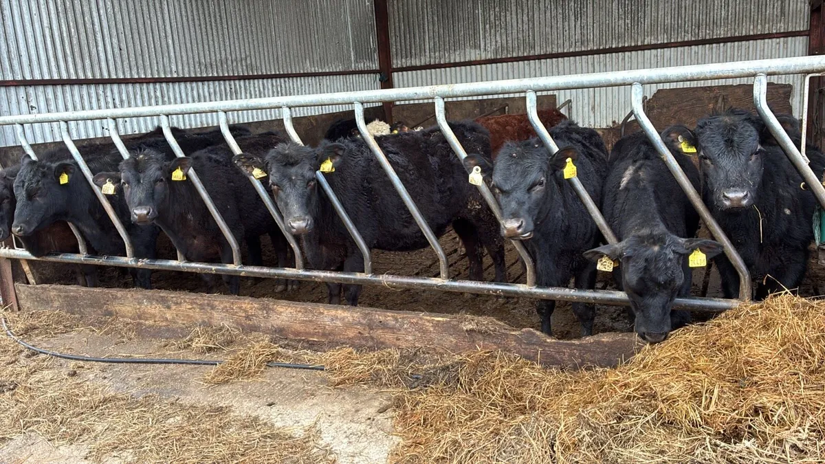 Yearling heifers - Image 1