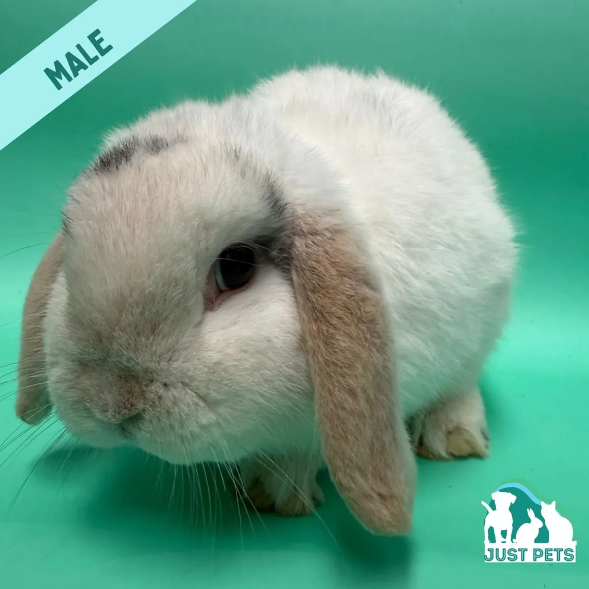 Pedigree Mini Lop Bunnies - Image 1