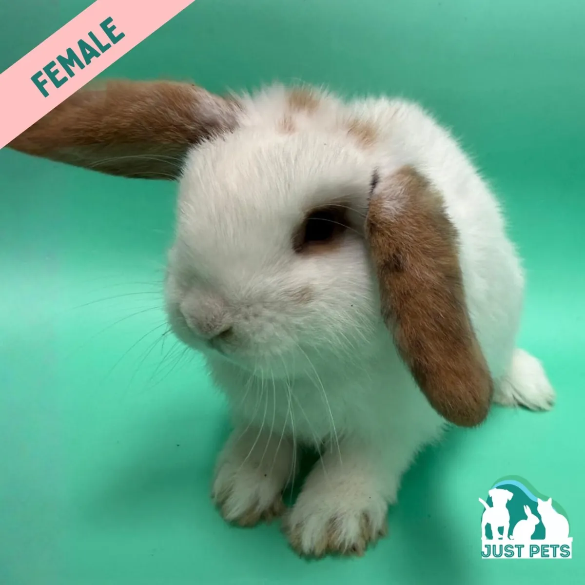 Pedigree Mini Lop Bunnies - Image 3