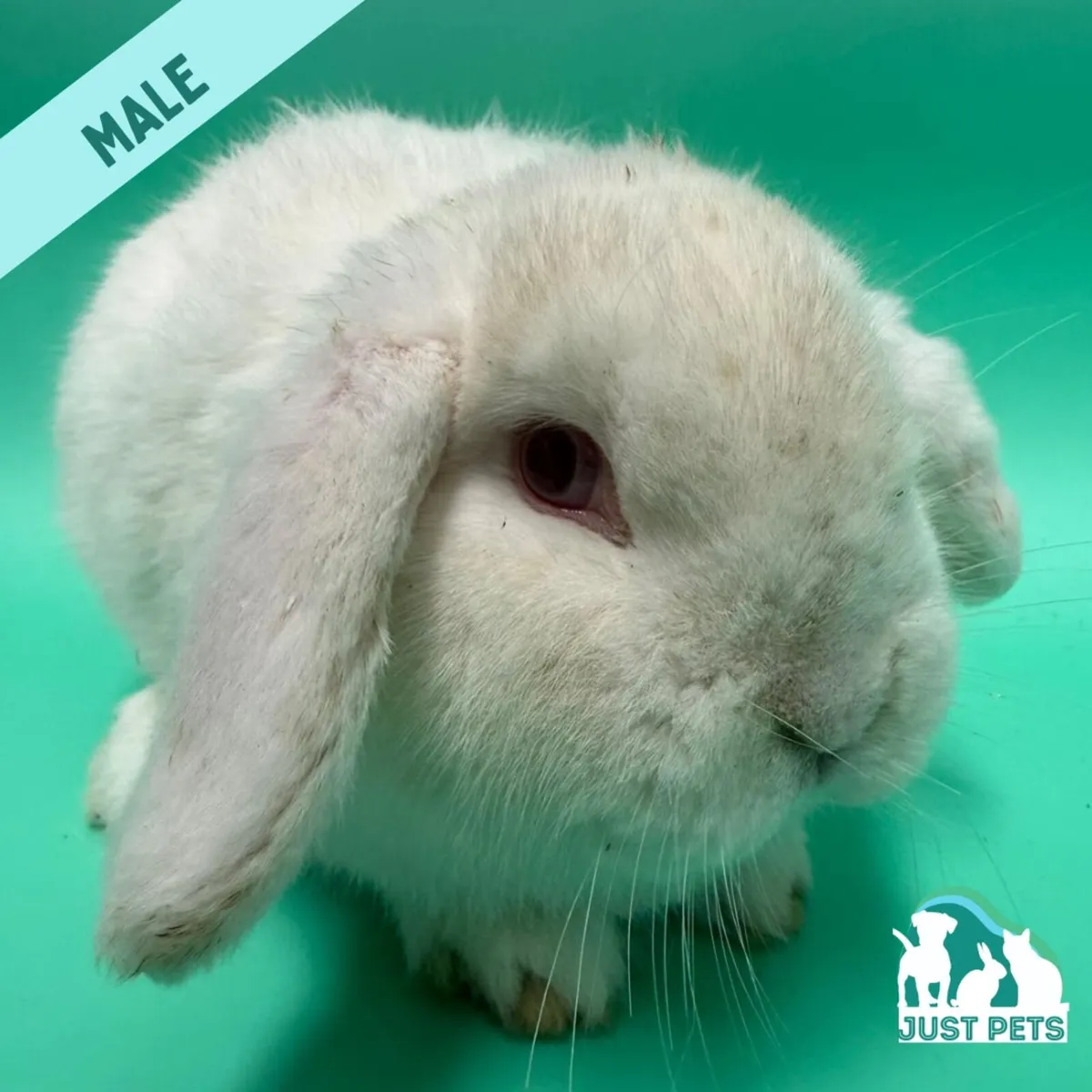 Pedigree Mini Lop Bunnies - Image 4