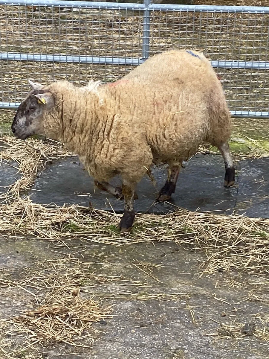 Foster ewe - Image 1