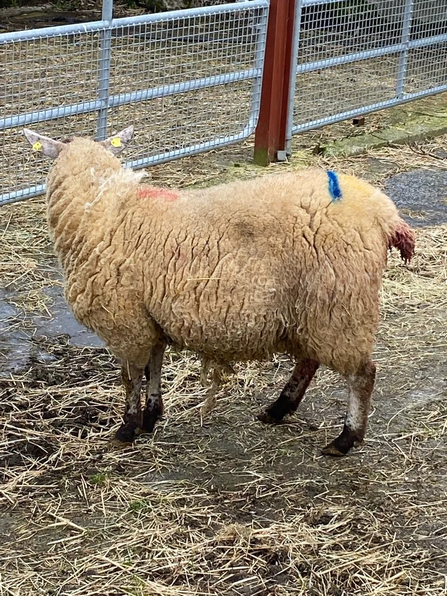 Foster ewe - Image 2