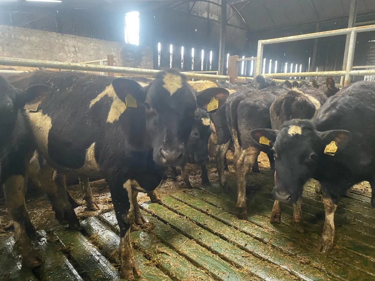Purebred British Friesian bulling heifers - Image 2