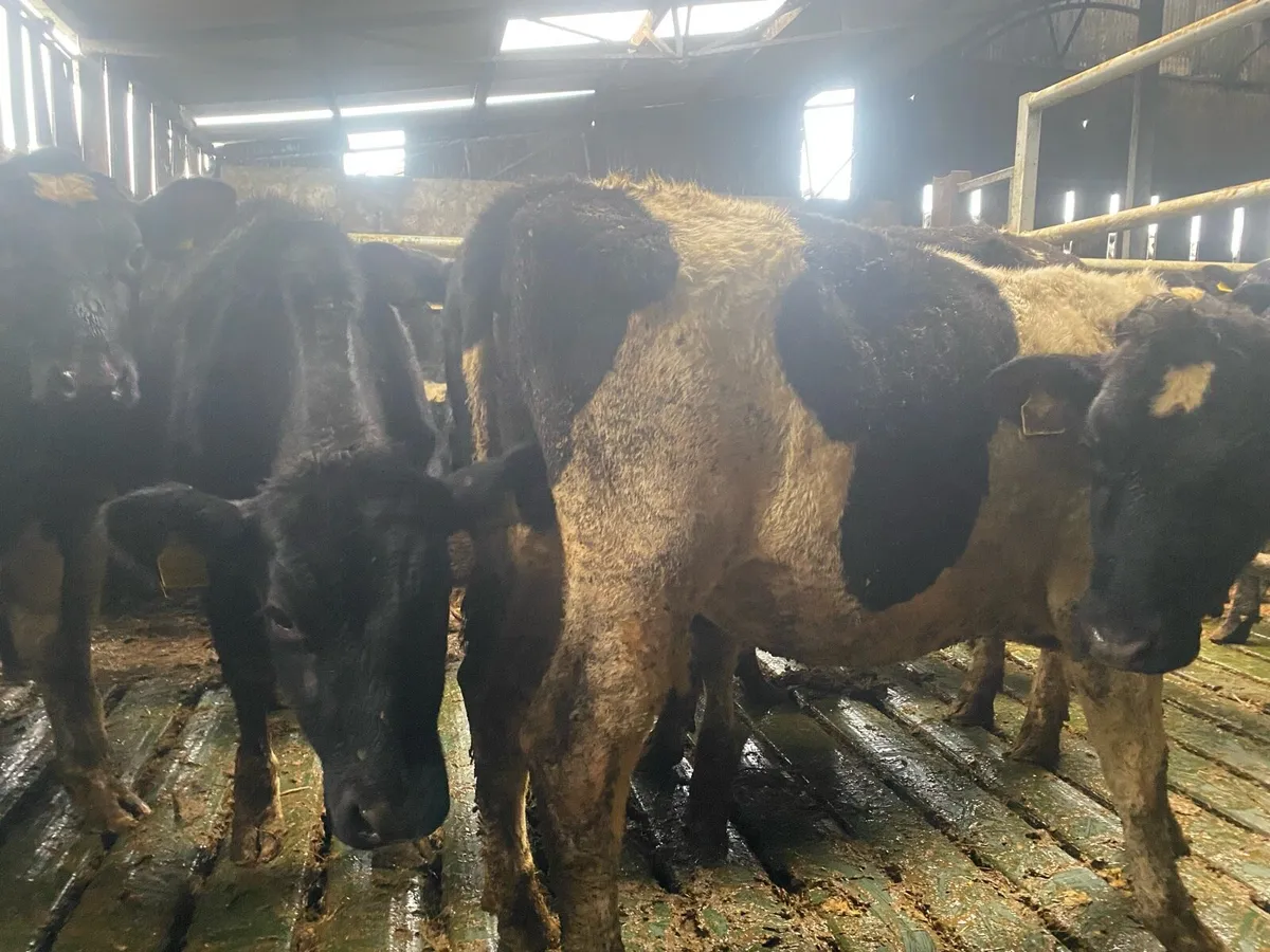 Purebred British Friesian bulling heifers - Image 3