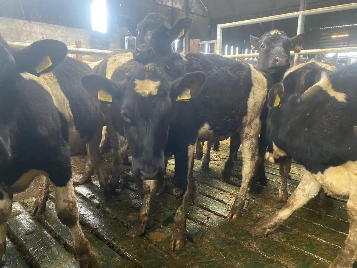 Purebred British Friesian bulling heifers - Image 4