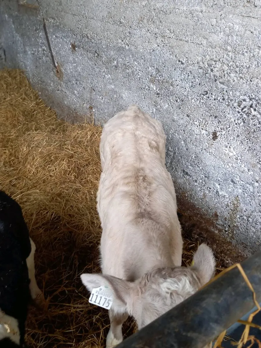 Ch calf - Image 2