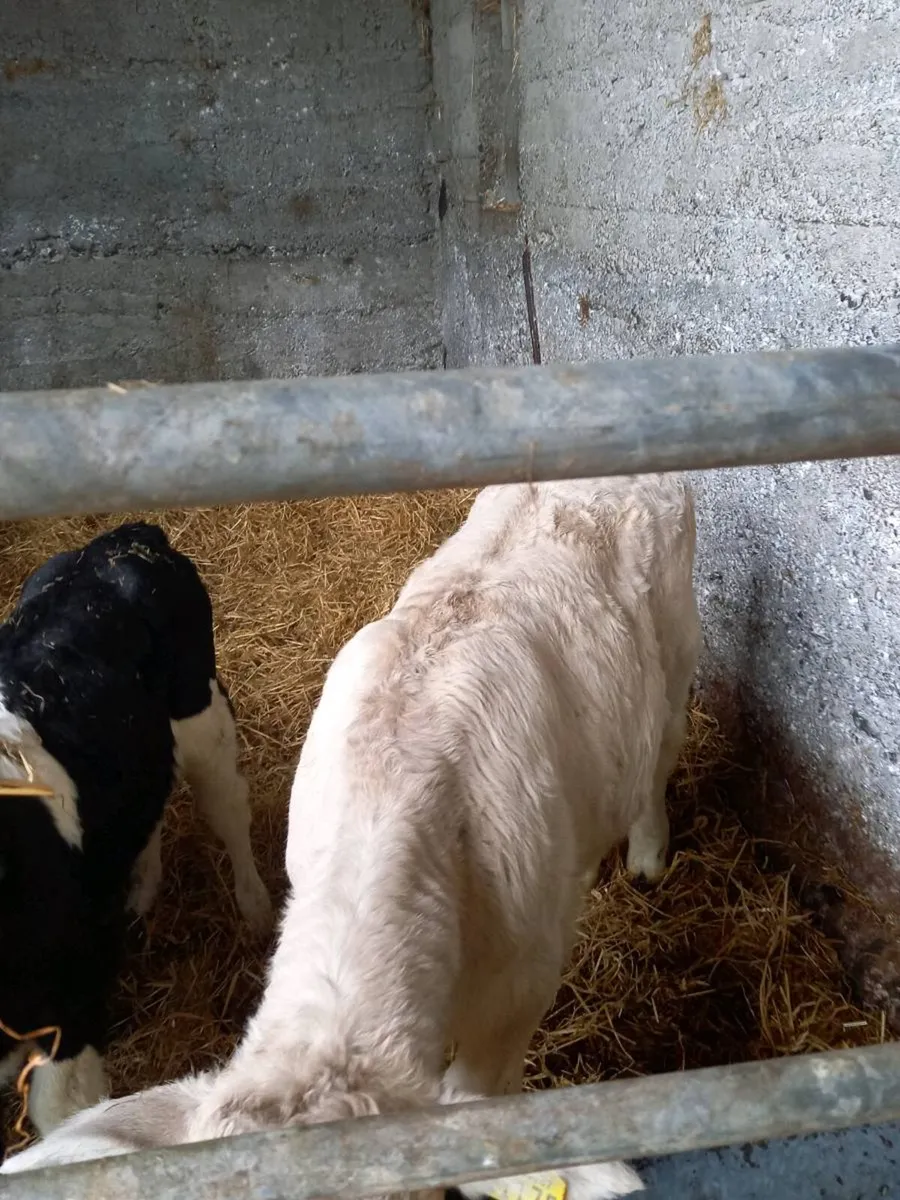 Ch calf - Image 3