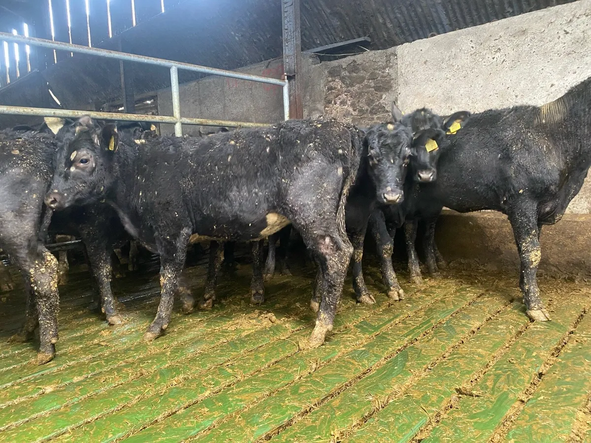 Angus yearling heifers - Image 1